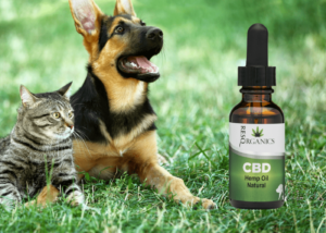 CBD for Pets